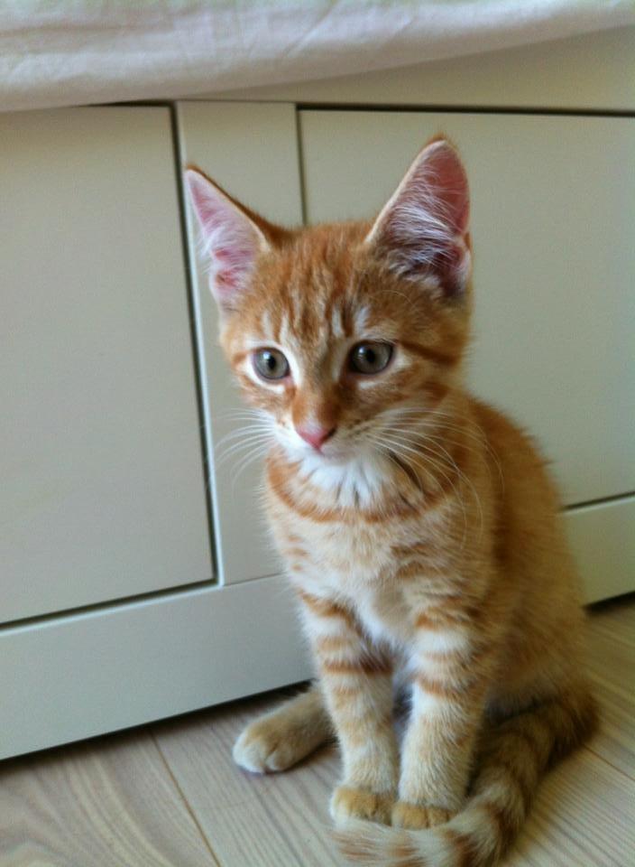 Huskat Pippi (Tigeren) billede 19