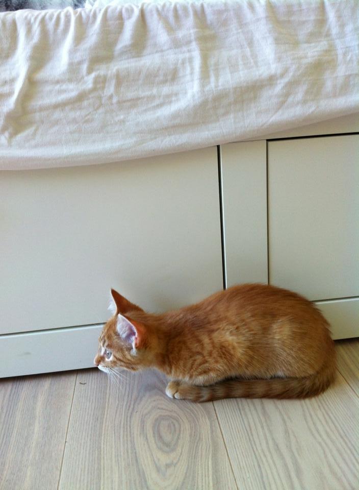 Huskat Pippi (Tigeren) billede 12