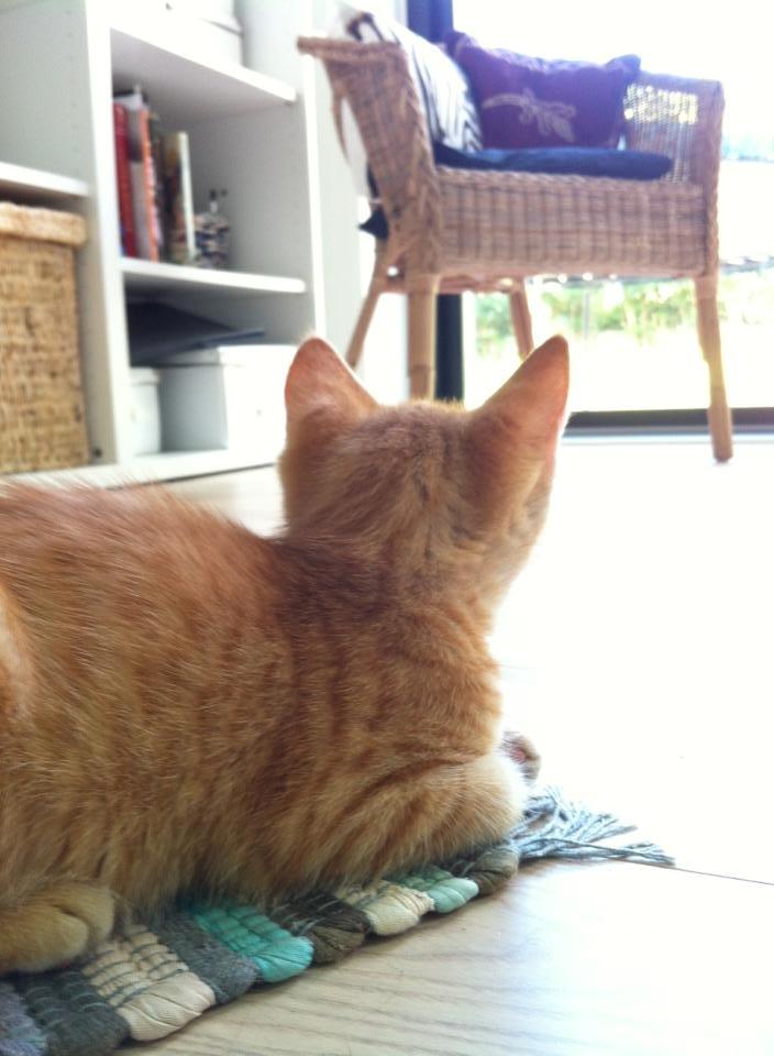 Huskat Pippi (Tigeren) billede 13