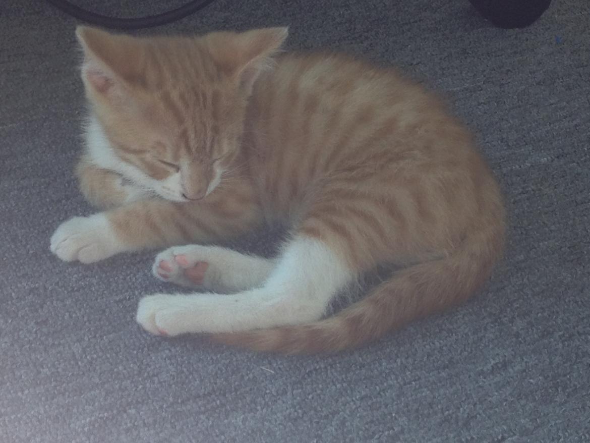 Huskat Garfiled billede 6