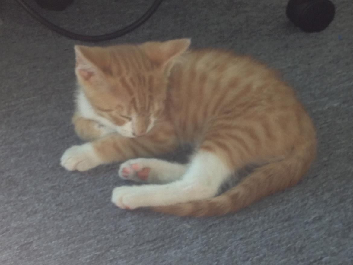 Huskat Garfiled billede 7