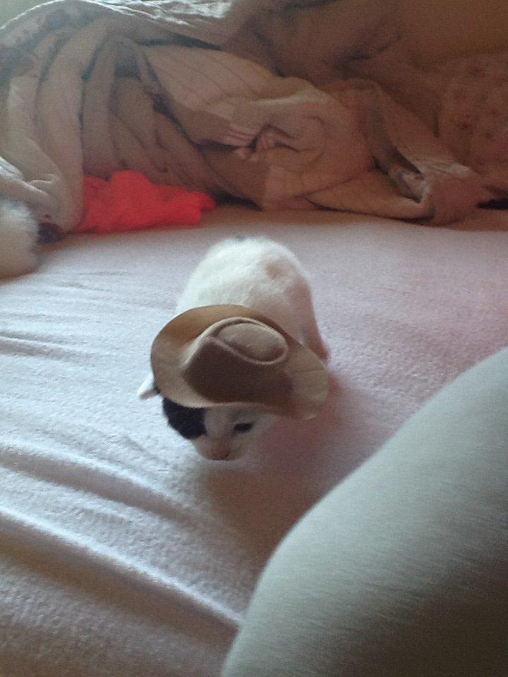 Blanding af racer Zack billede 5