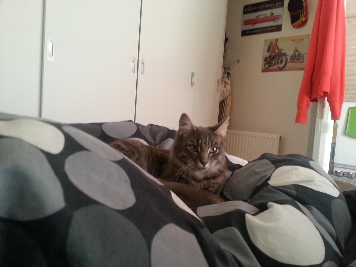 Blanding af racer Ludvig billede 10