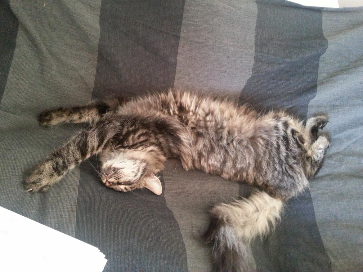 Blanding af racer Sofus - Sådan sover man allerbedst. :) billede 8