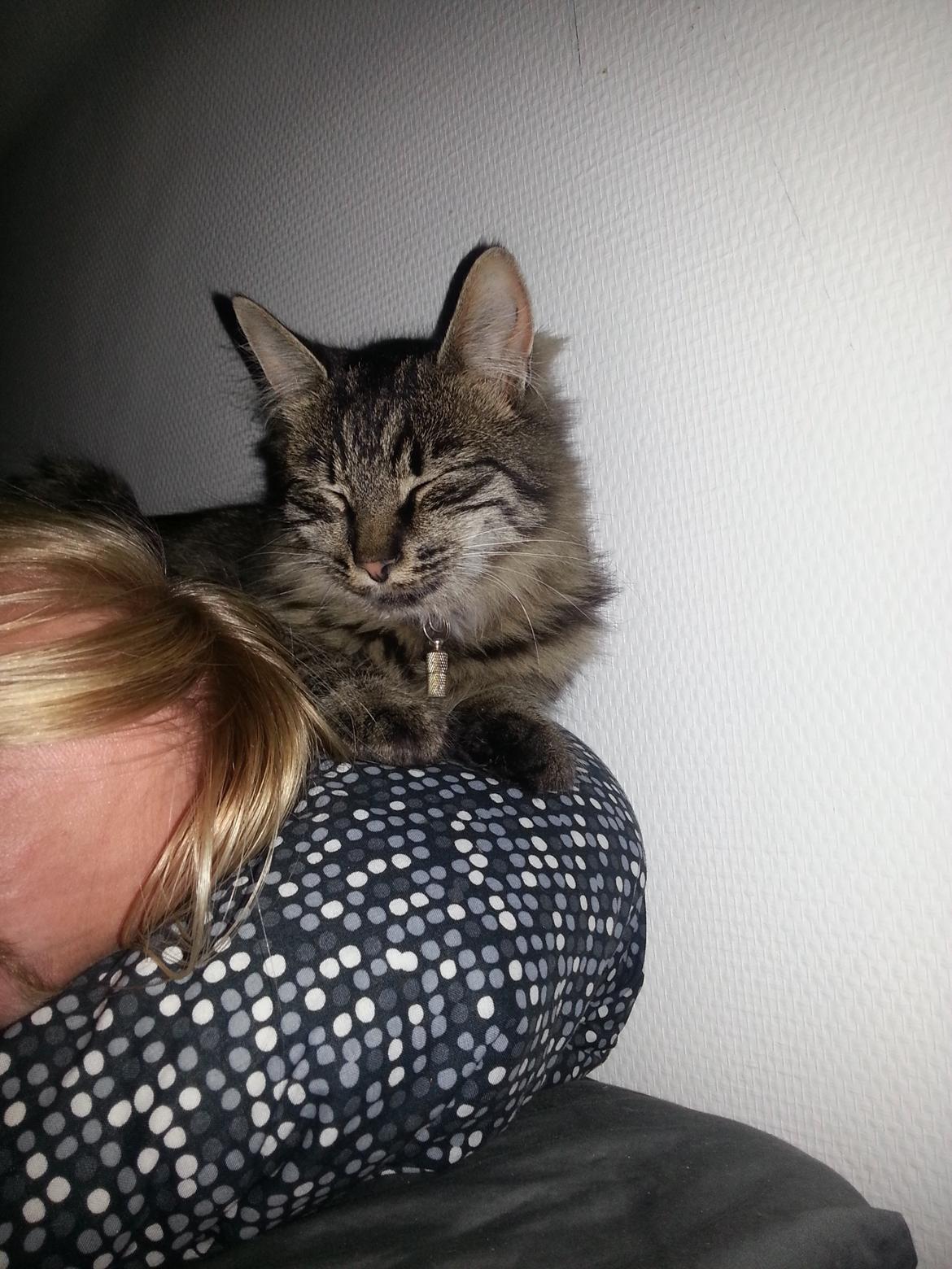 Blanding af racer Sofus - Her ligger Sofus trofast hver nat.. :) På min hoved pude :P  billede 9