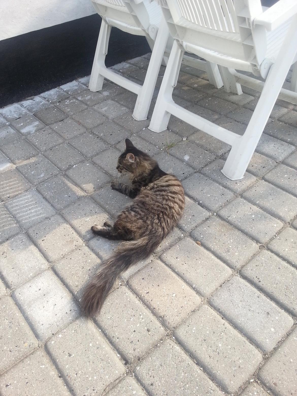 Blanding af racer Sofus - Nyder haven :) billede 10