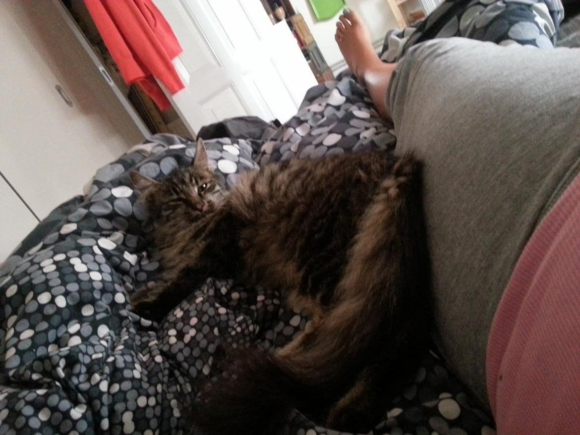 Blanding af racer Sofus - Søndags afslapning i sengen. :) billede 11