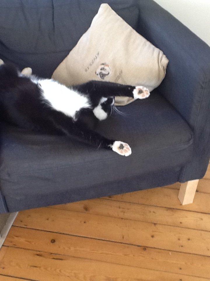 Huskat Oscar billede 4