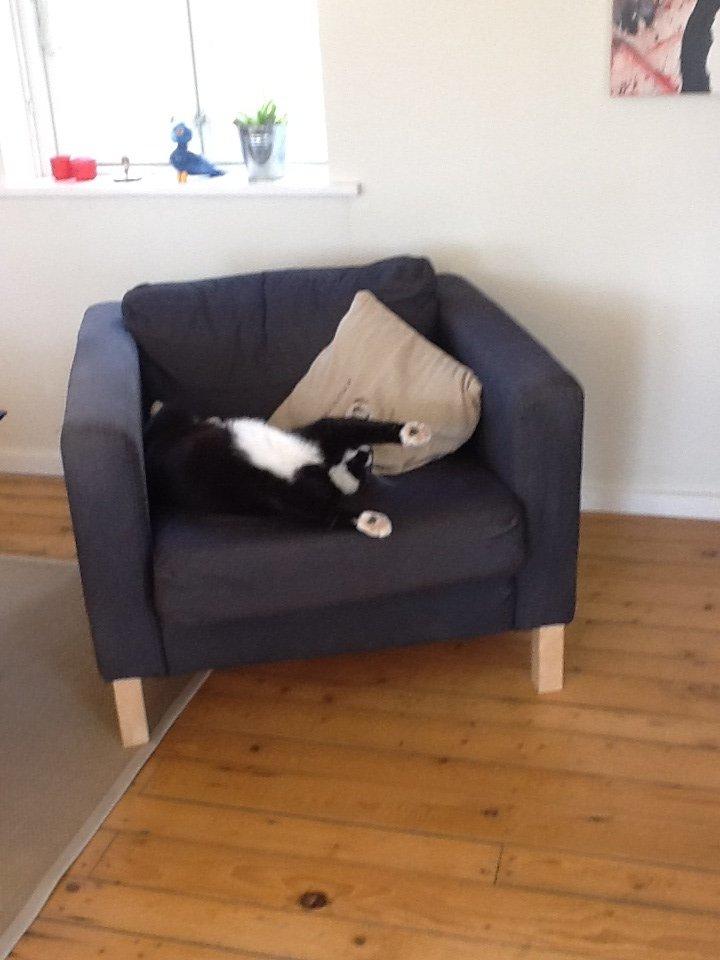 Huskat Oscar billede 5