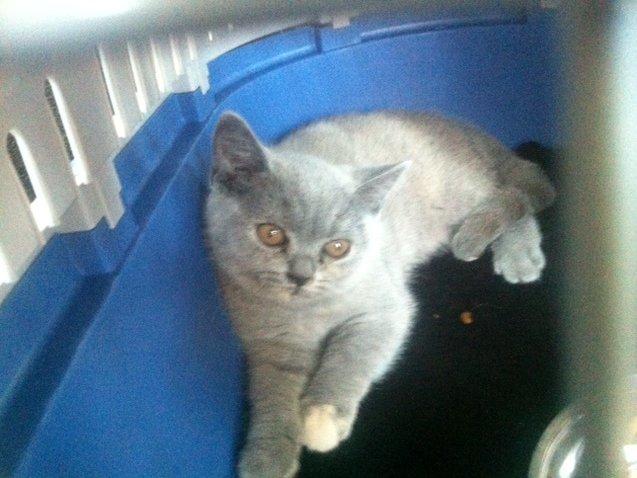 British Shorthair Nora - Lille Nora i sin transportkasse på vej hjem fra Egå. :-) billede 1