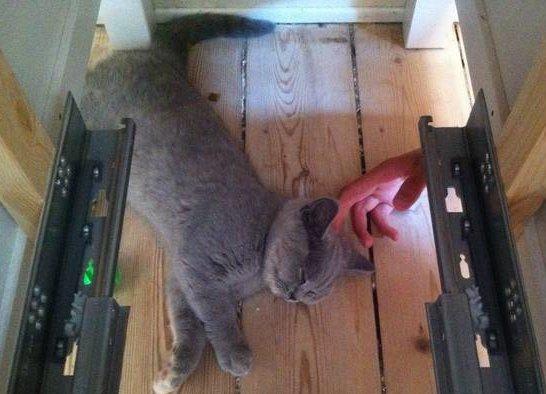 British Shorthair Nora - Nora på yndlingspladsen under skrivebordet, bliver kælet med og spinder som en dieselmotor. ;-) billede 3