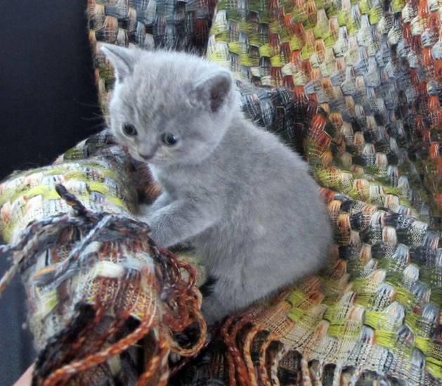 British Shorthair Nora billede 4