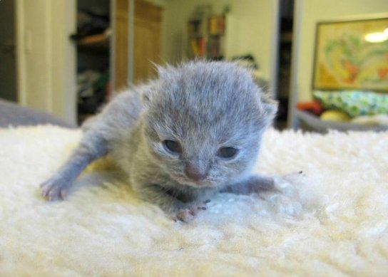 British Shorthair Nora billede 5