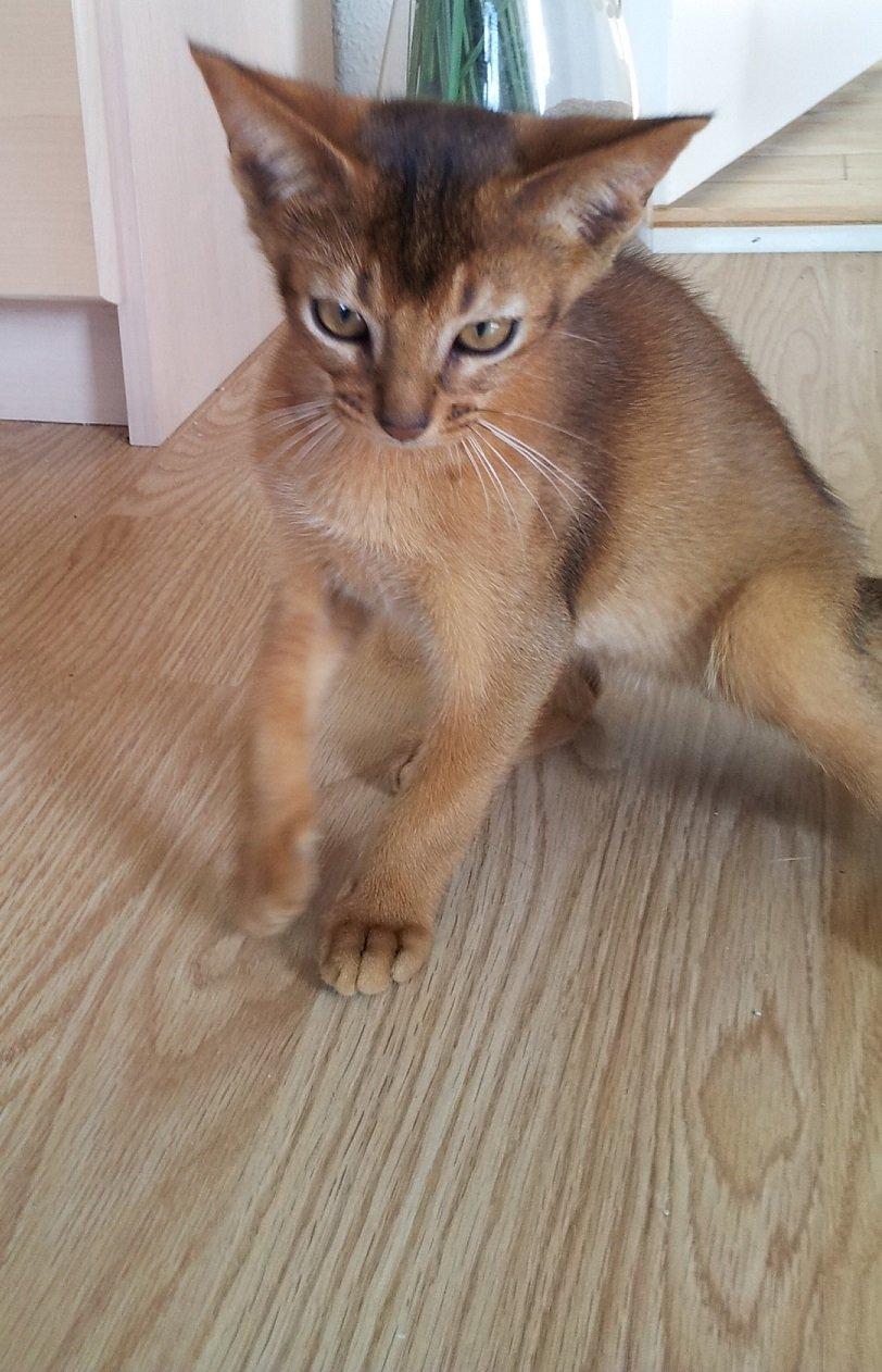 Abyssinier Exige af Khartoum billede 2