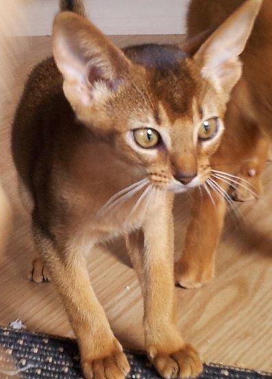 Abyssinier Exige af Khartoum billede 3