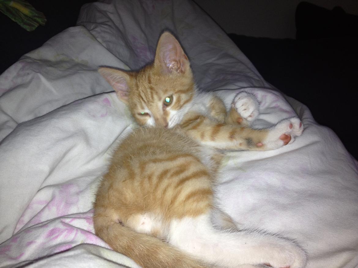 Huskat Garfiled billede 8