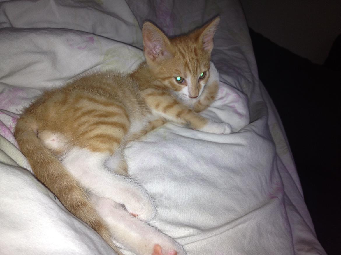 Huskat Garfiled billede 9