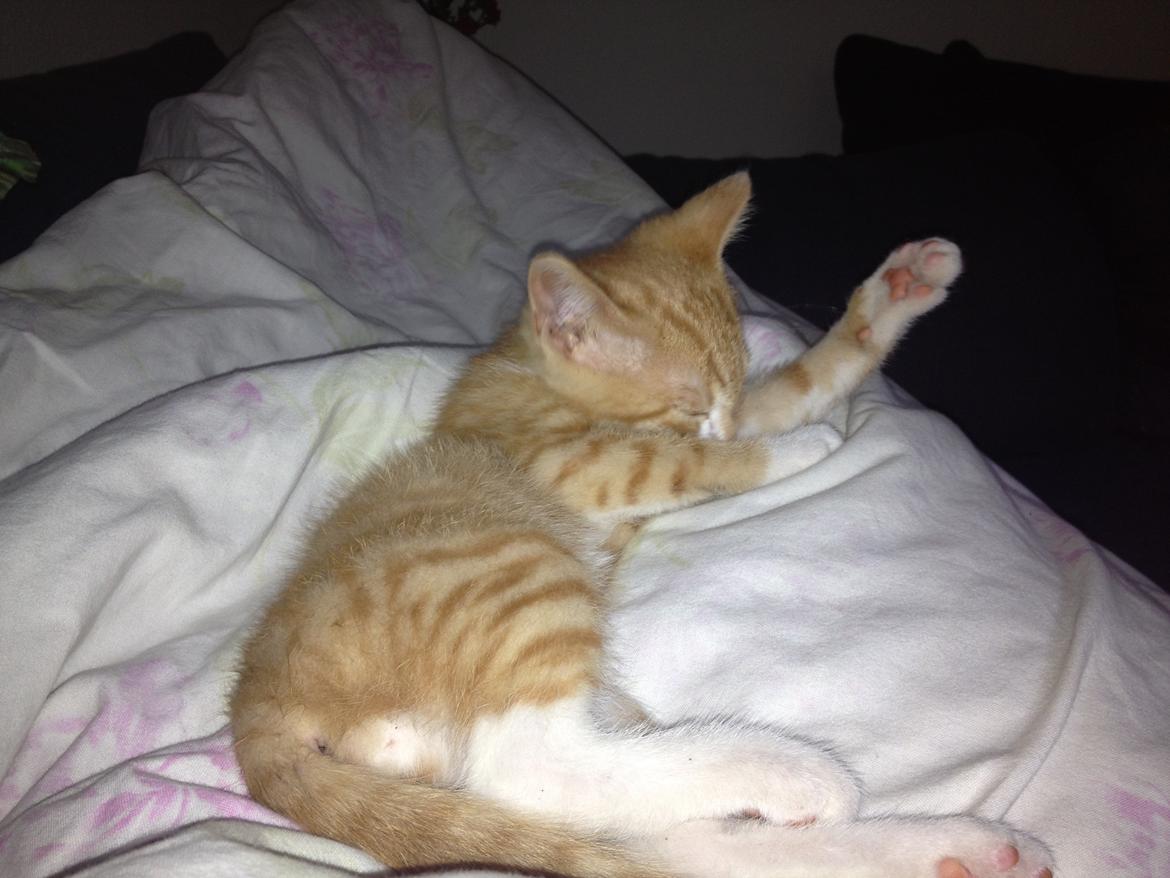 Huskat Garfiled billede 10