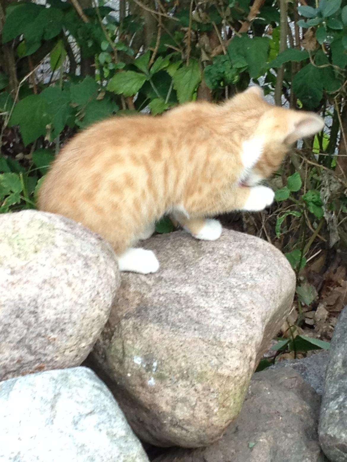 Huskat Garfiled billede 11