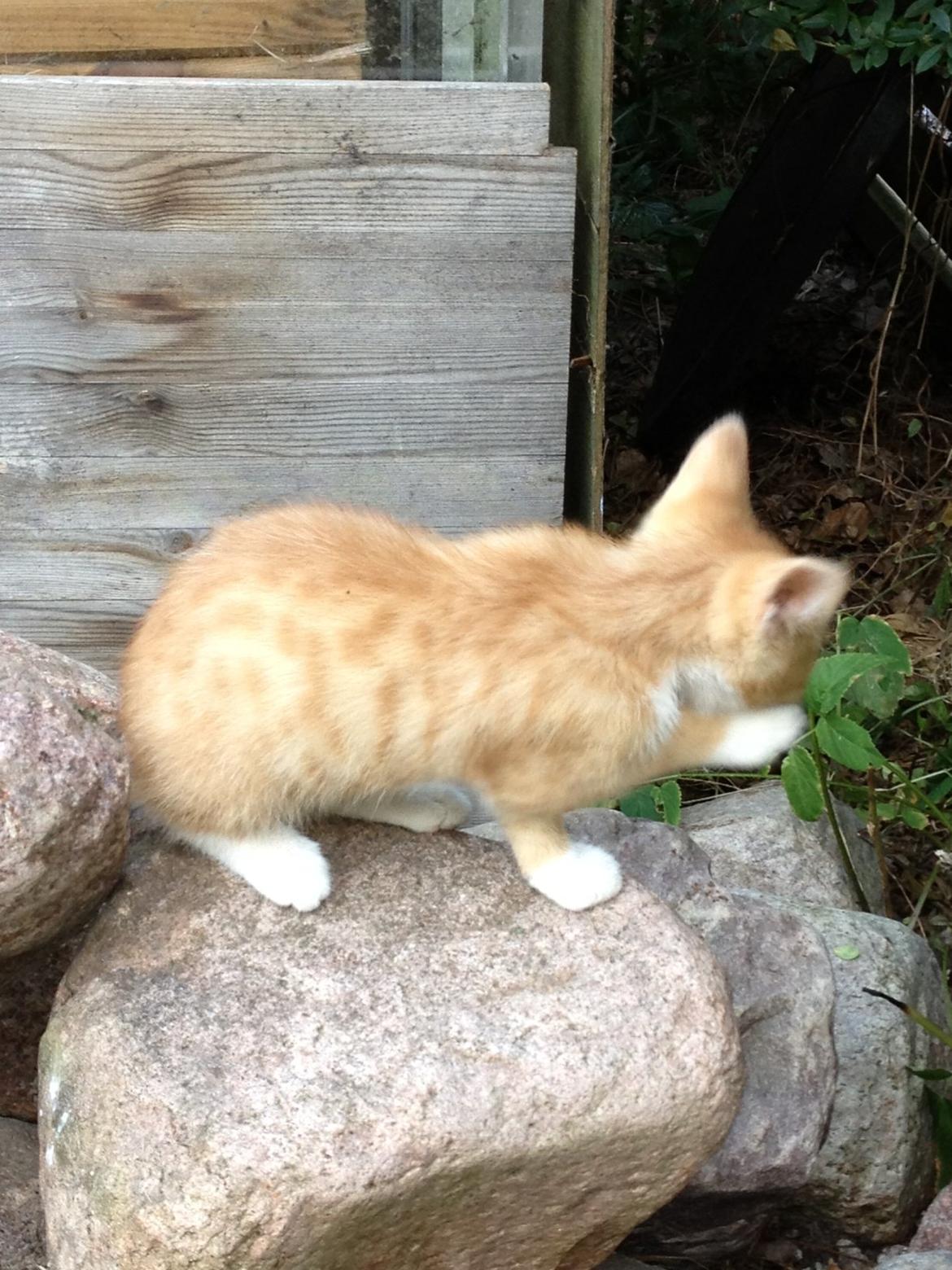 Huskat Garfiled billede 12