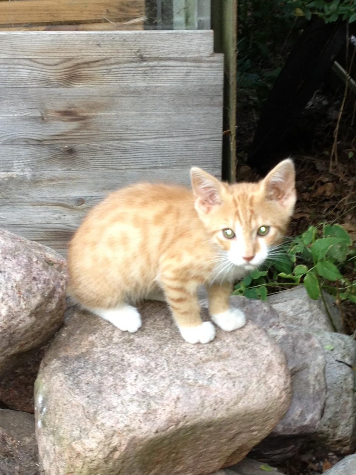 Huskat Garfiled billede 13