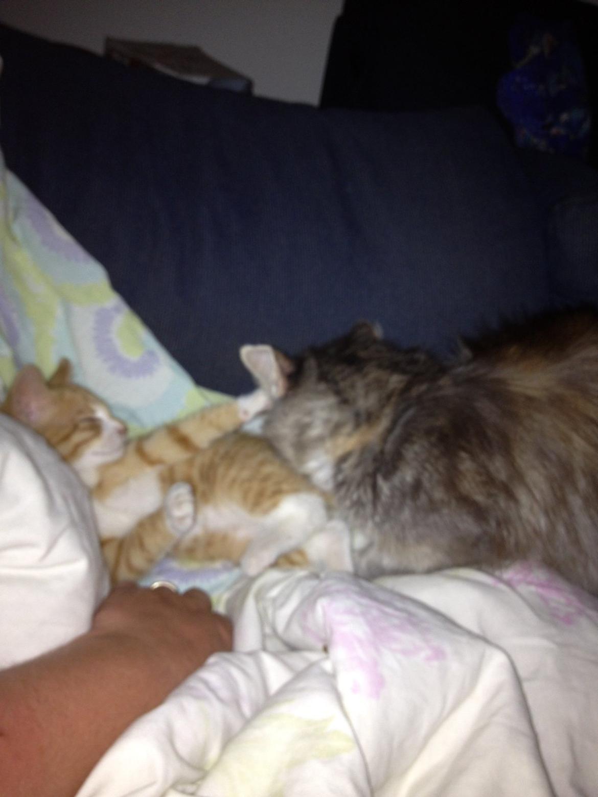 Huskat Garfiled billede 14