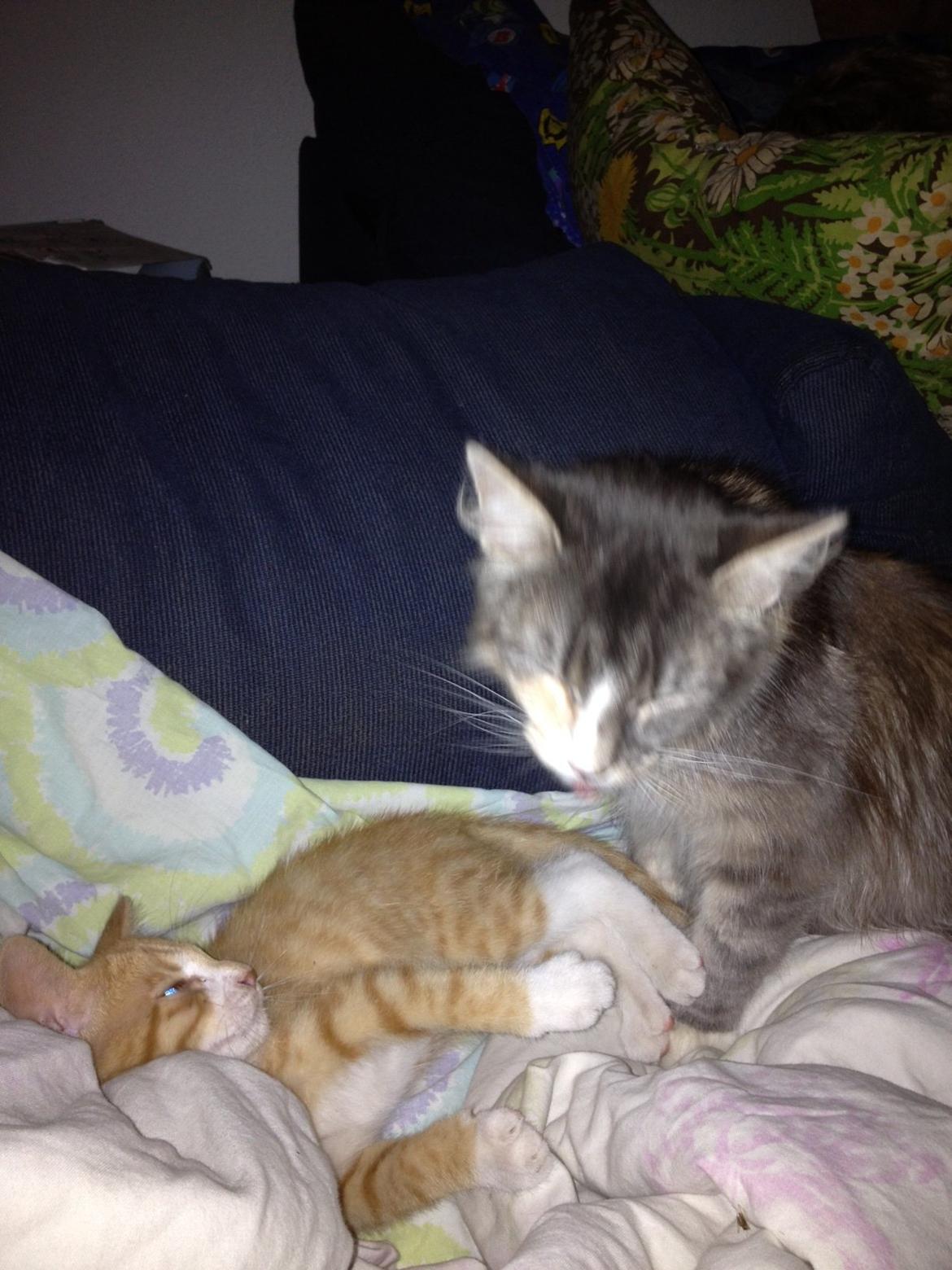 Huskat Garfiled billede 16