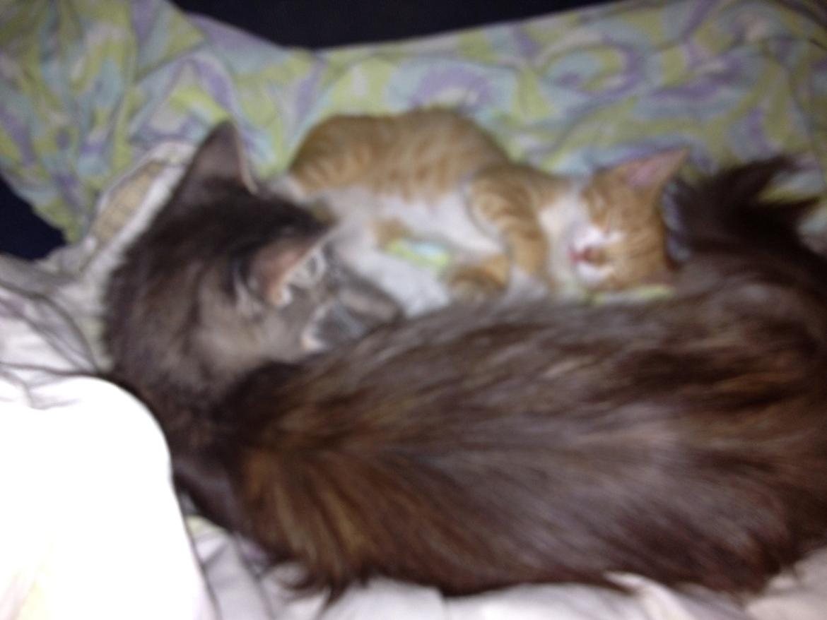 Huskat Garfiled billede 17