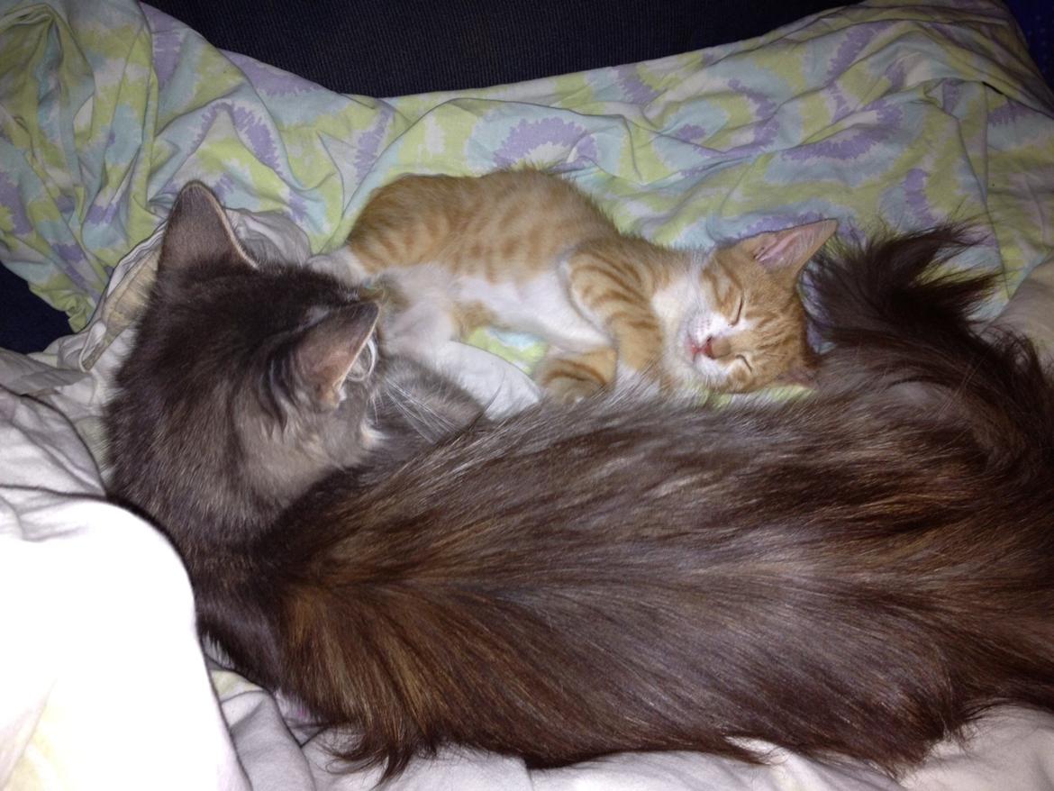 Huskat Garfiled billede 18