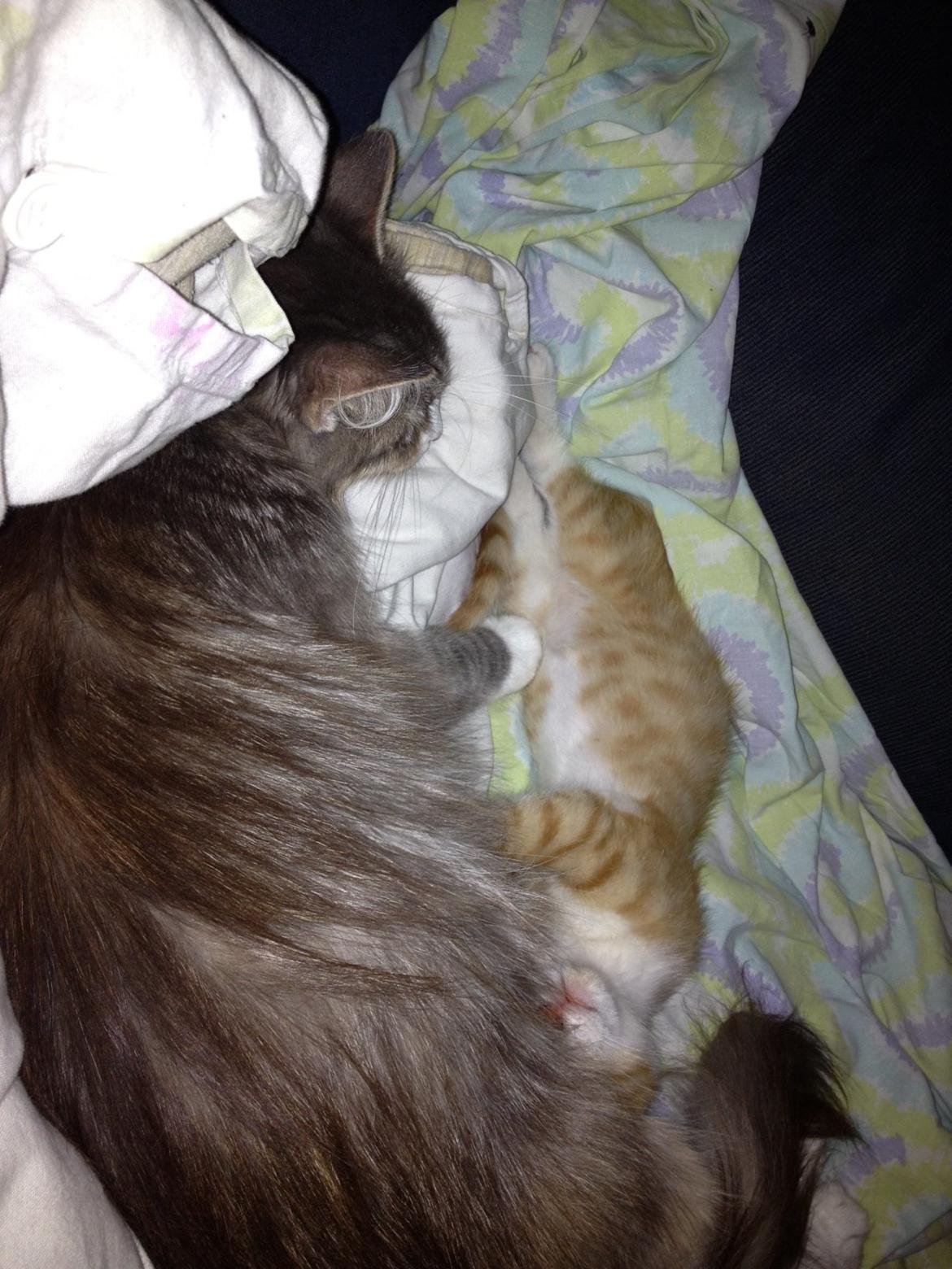 Huskat Garfiled billede 19