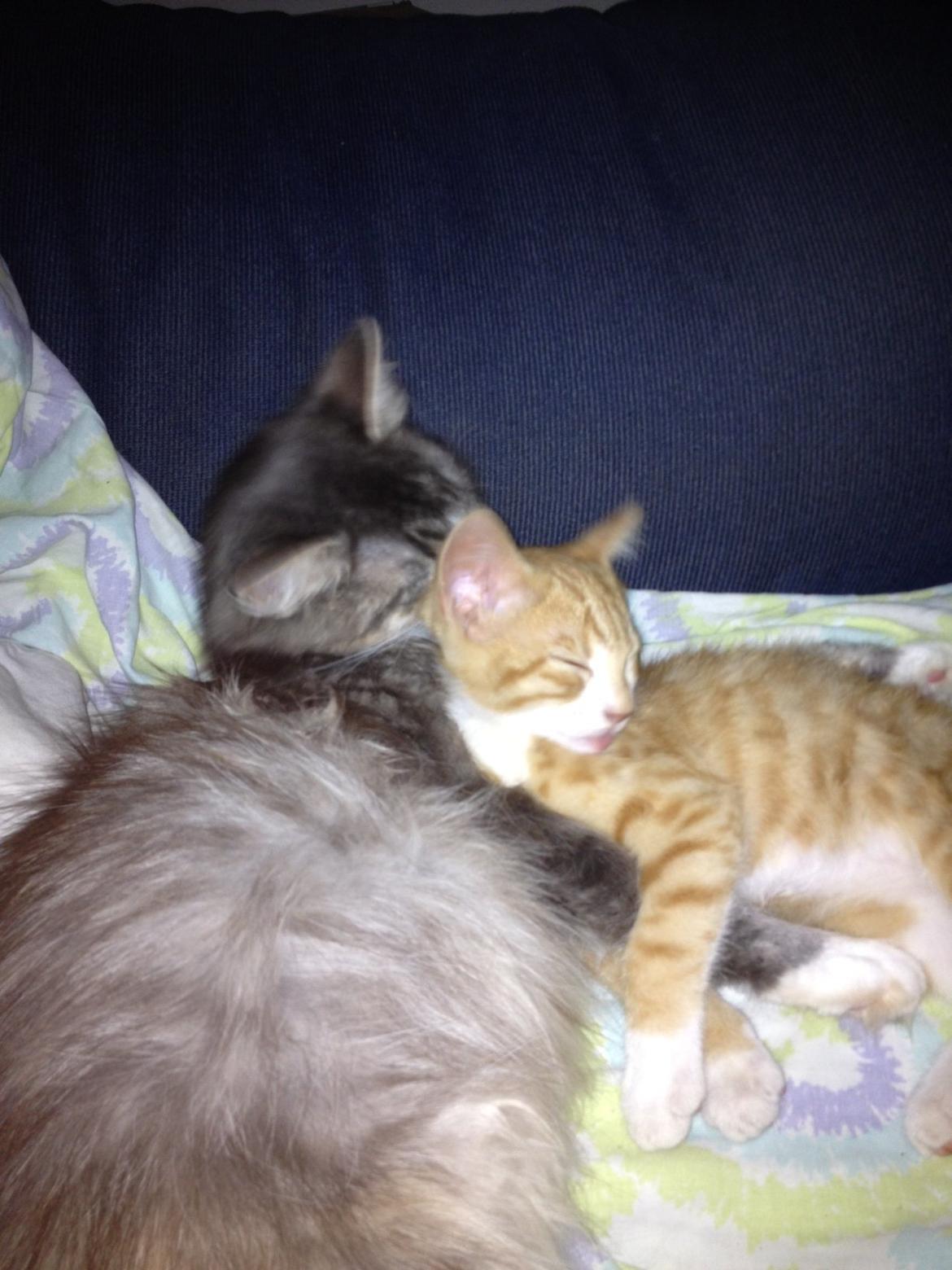 Huskat Garfiled billede 20