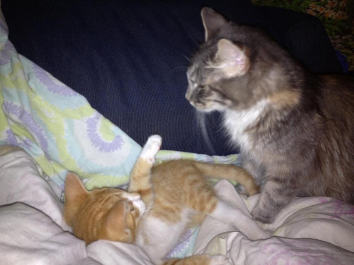 Huskat Garfiled billede 15