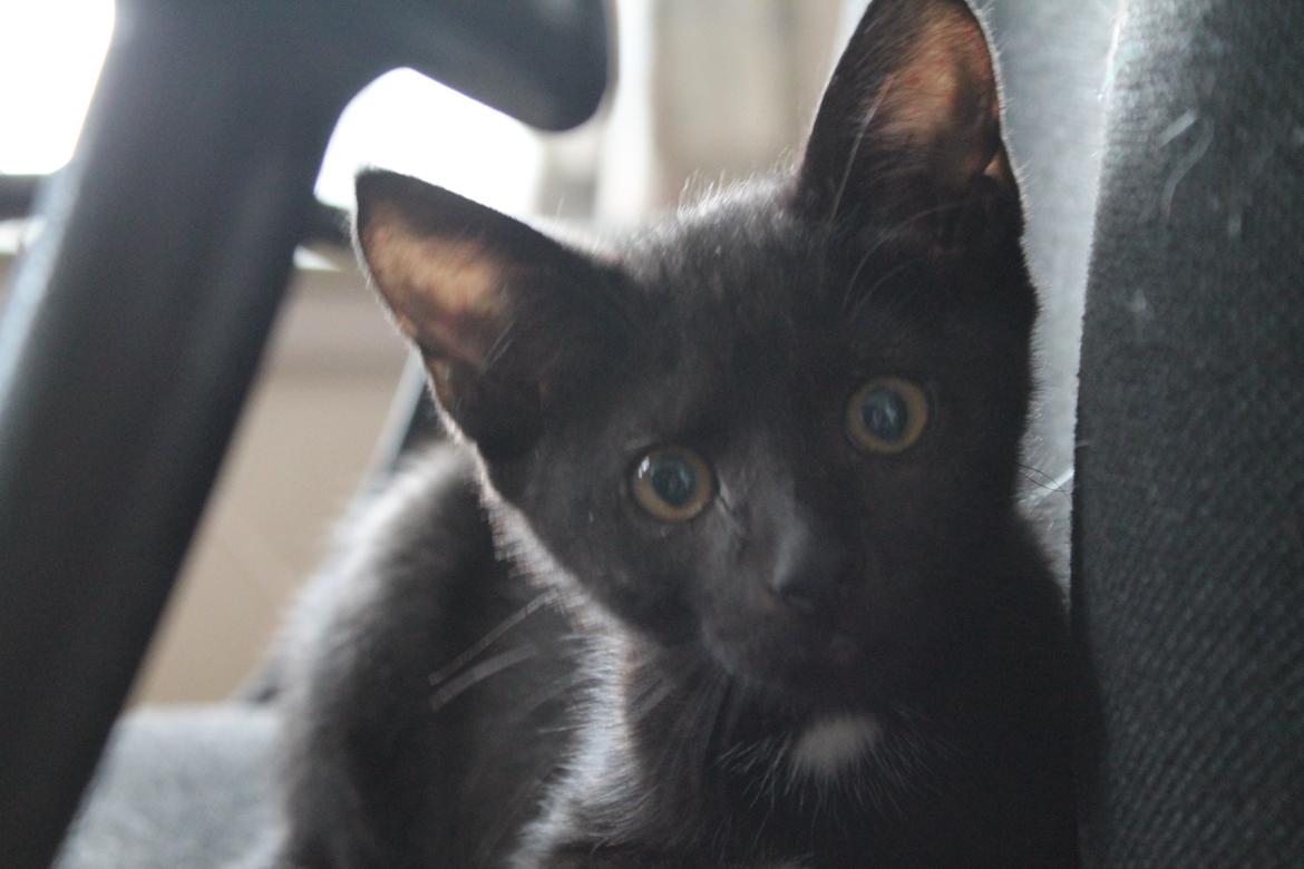 Huskat Nox - 08-08-2013 billede 4