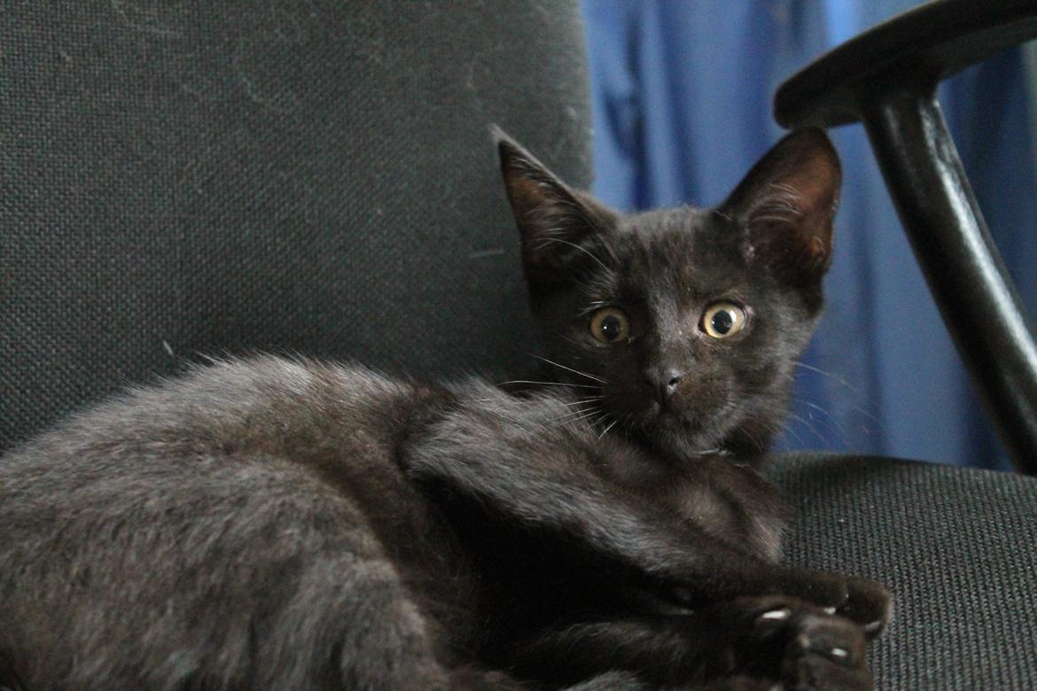 Huskat Nox - 08-08-2013 billede 7