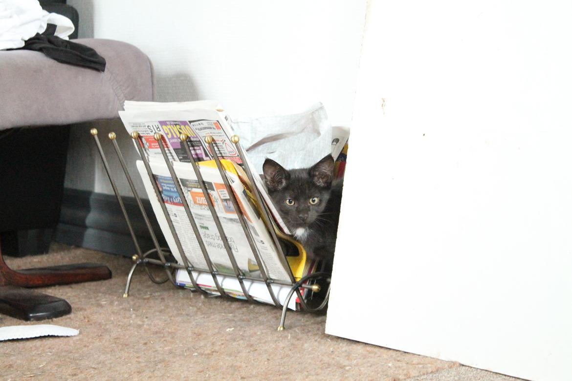 Huskat Nox - 08-08-2013 billede 9