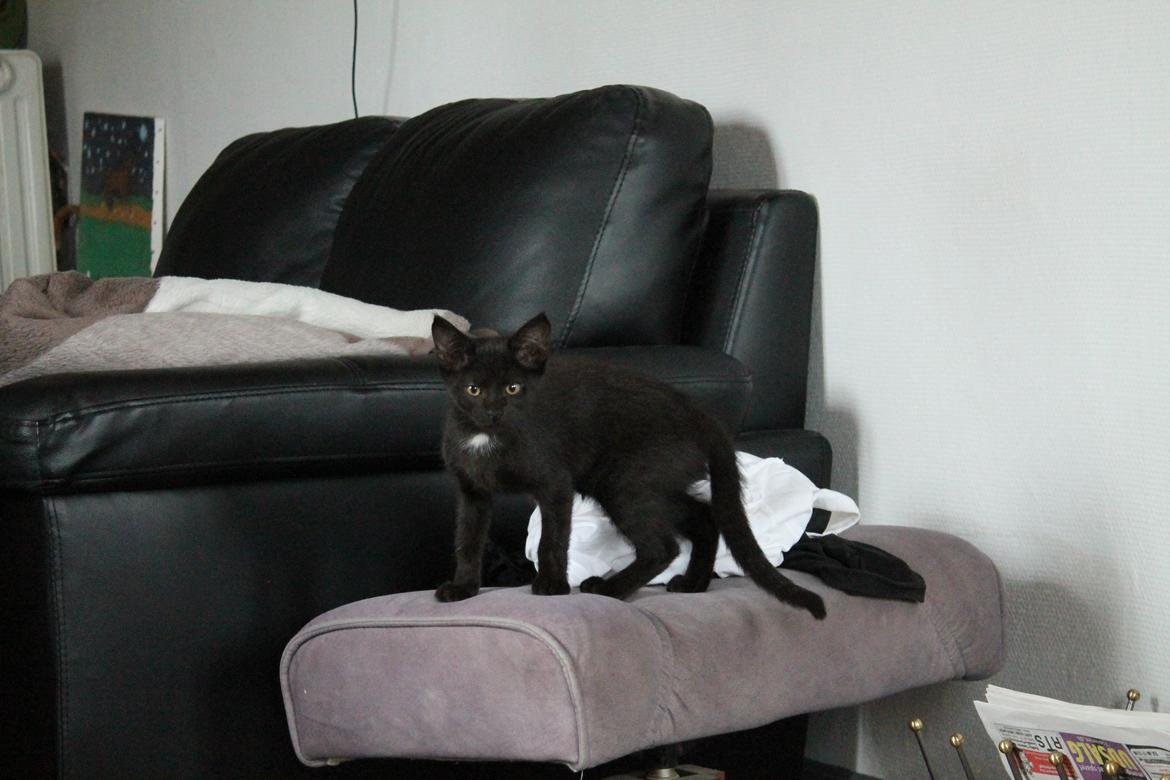 Huskat Nox - 08-08-2013 billede 3