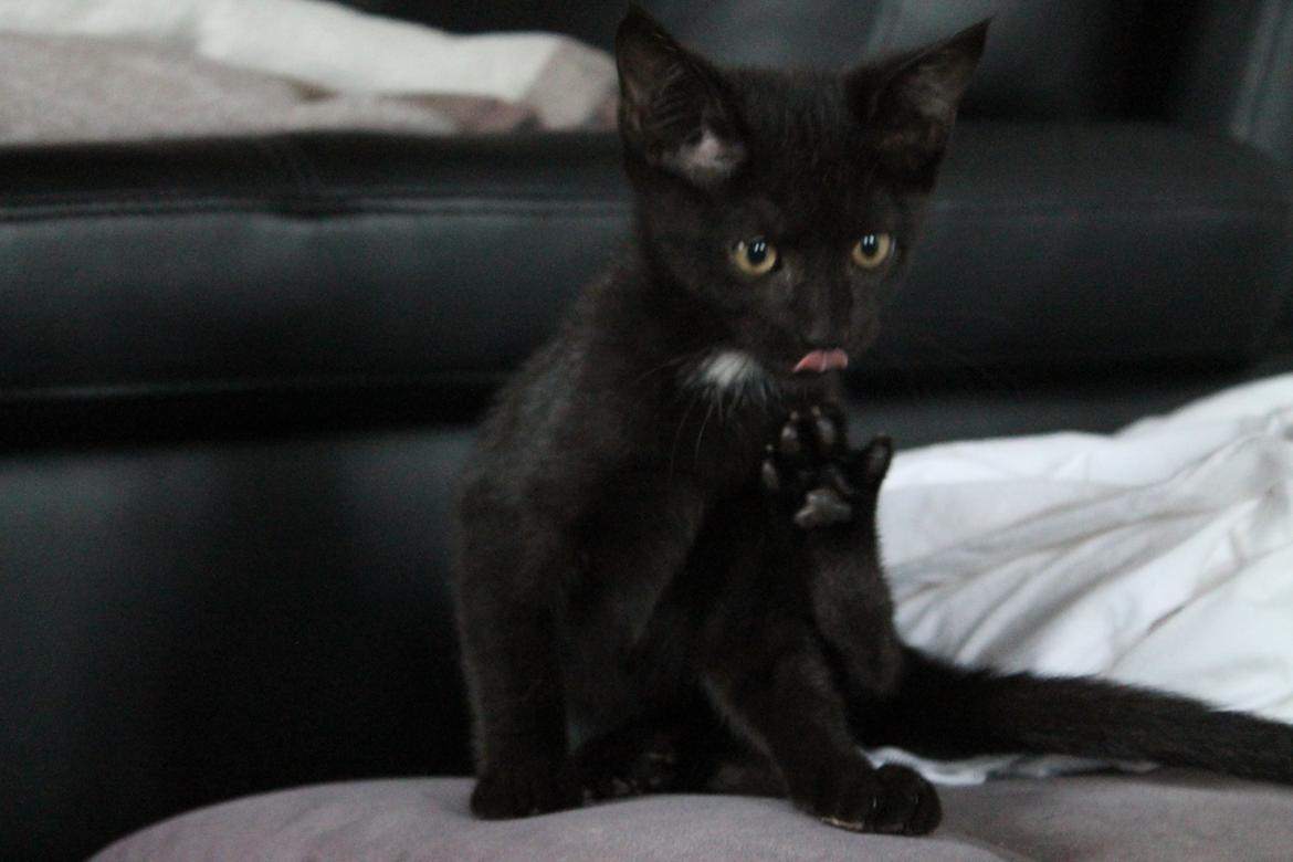 Huskat Nox - 08-08-2013 billede 11