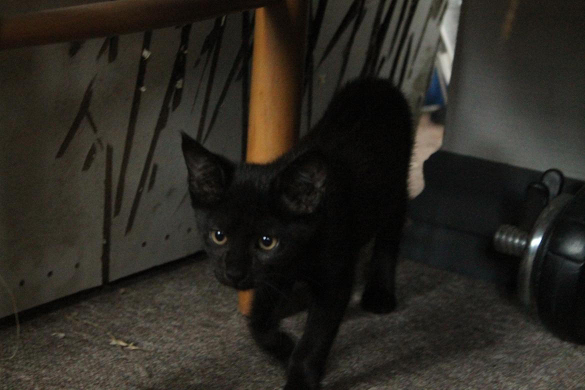 Huskat Nox - 08-08-2013 billede 12