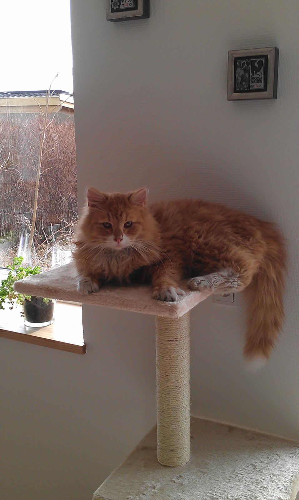 Huskat Sofus billede 1