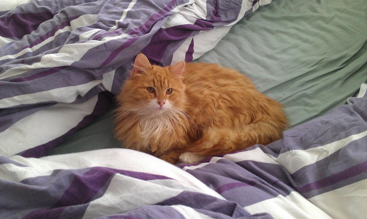 Huskat Sofus billede 2