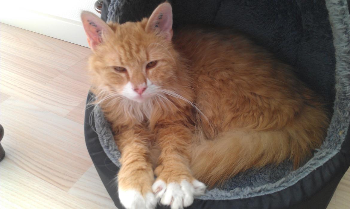 Huskat Sofus billede 3