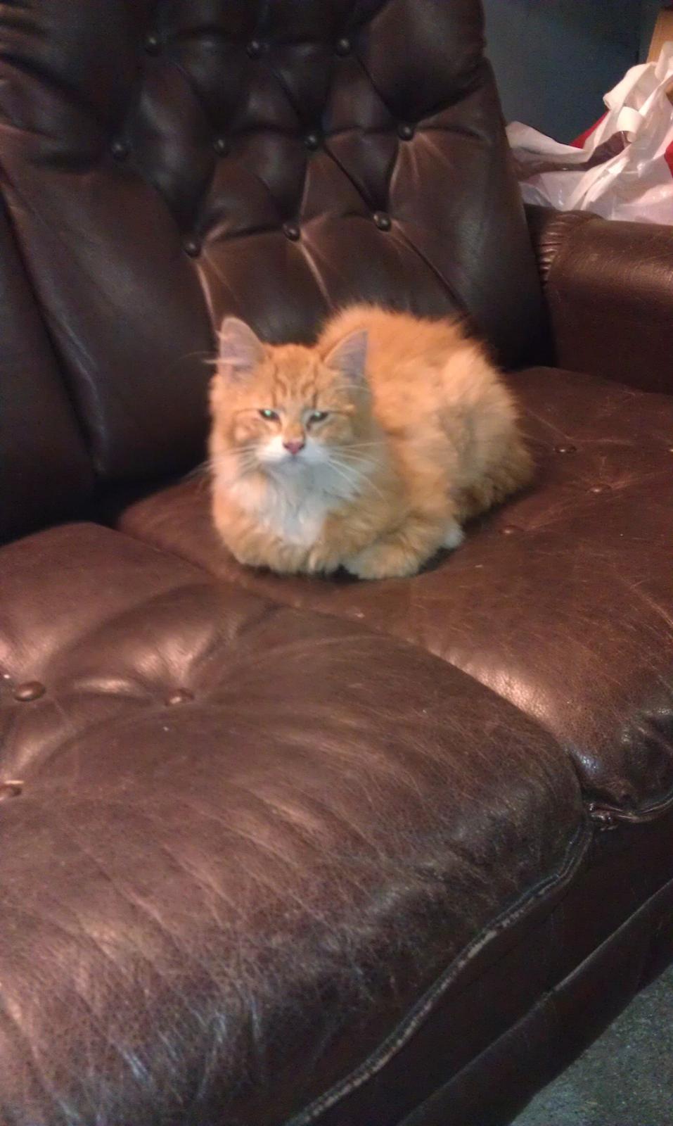 Huskat Sofus billede 4