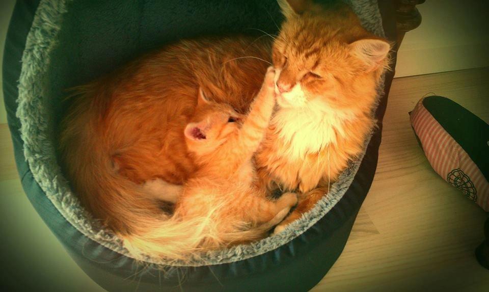 Huskat Sofus - Sofus og lille sofie billede 5