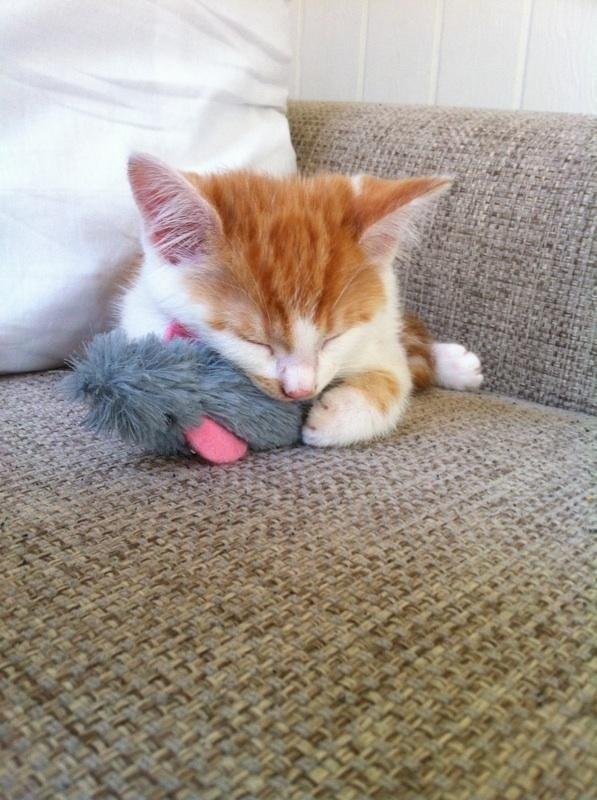 Huskat Fabian billede 1