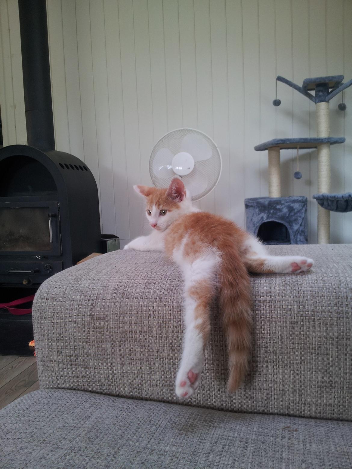 Huskat Fabian billede 2