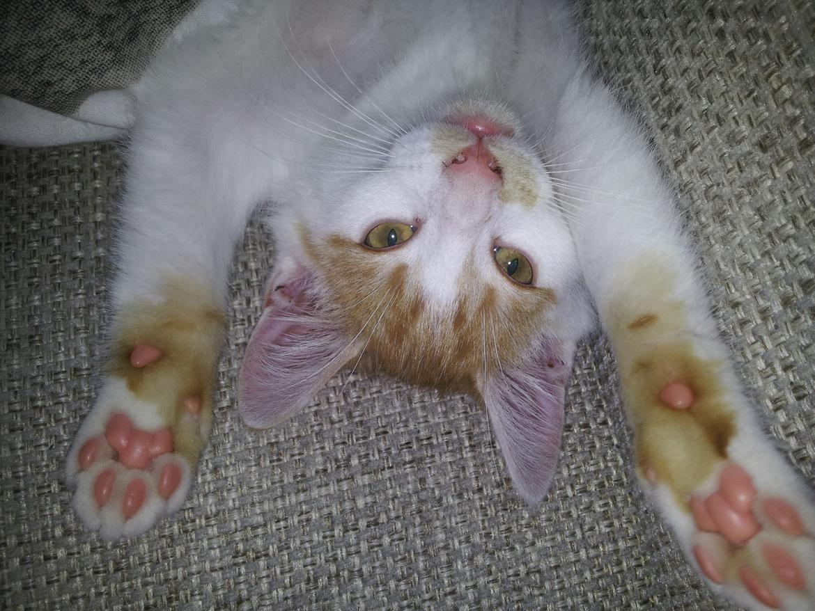 Huskat Fabian billede 3