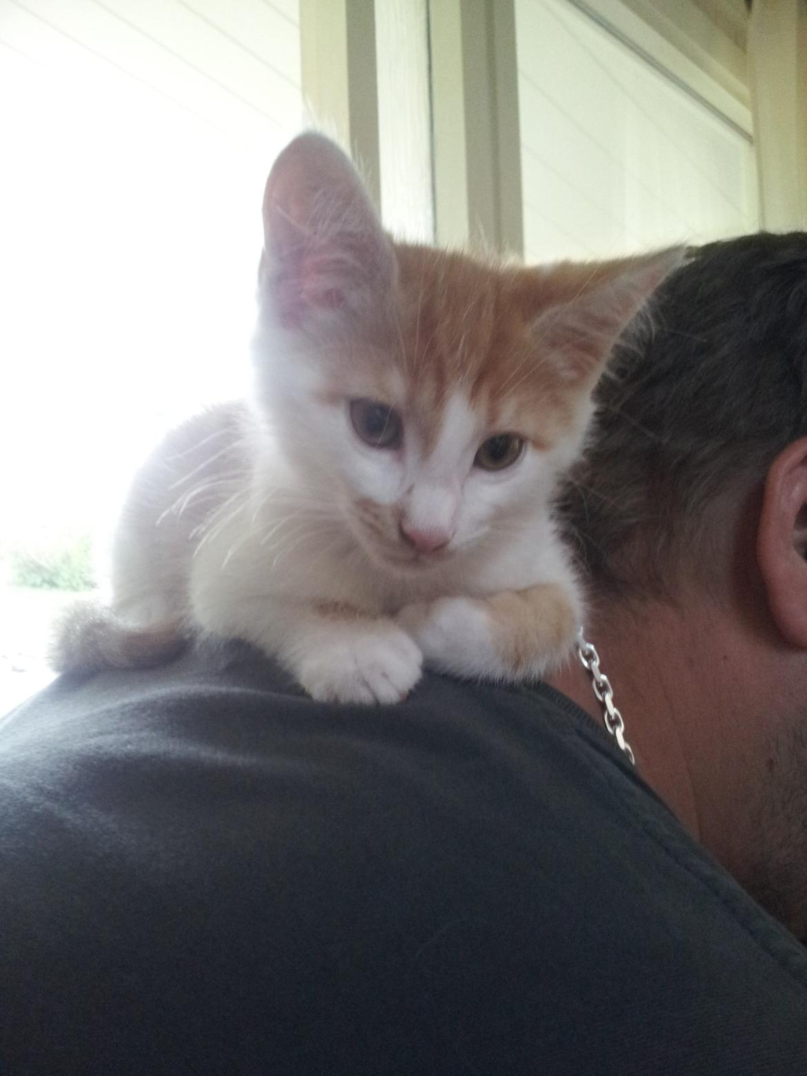 Huskat Fabian billede 4