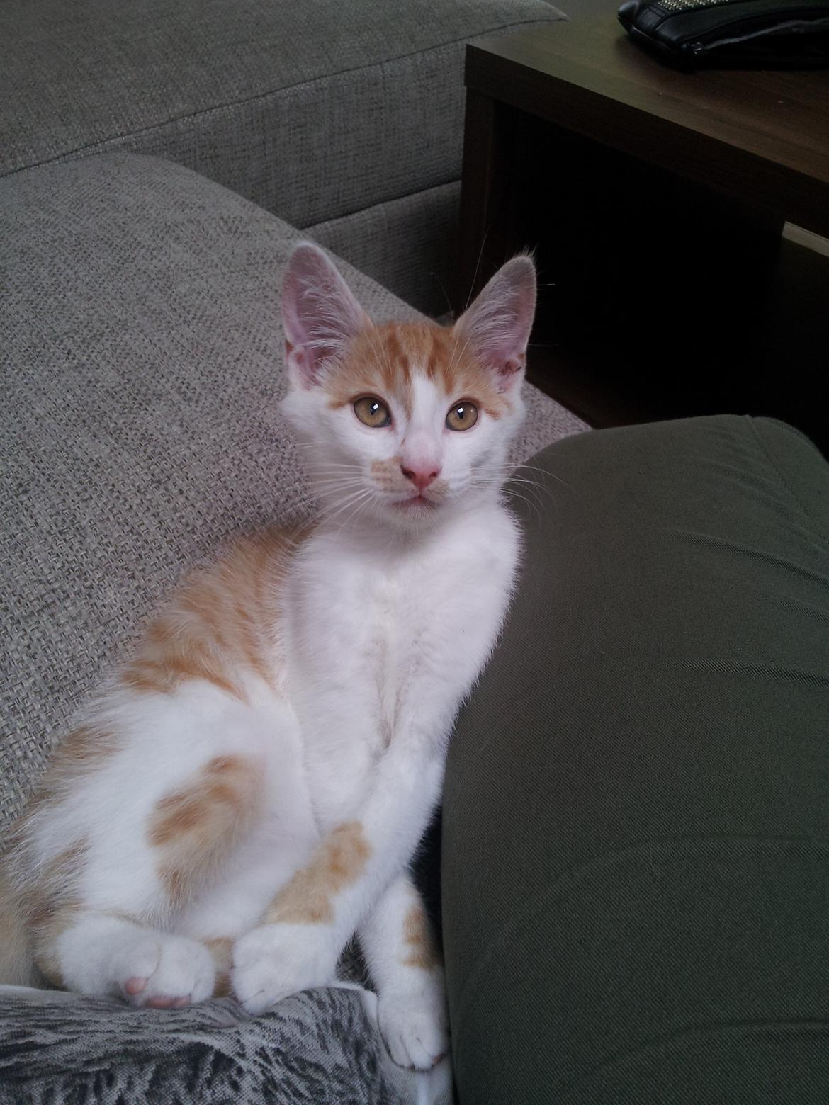 Huskat Fabian billede 5