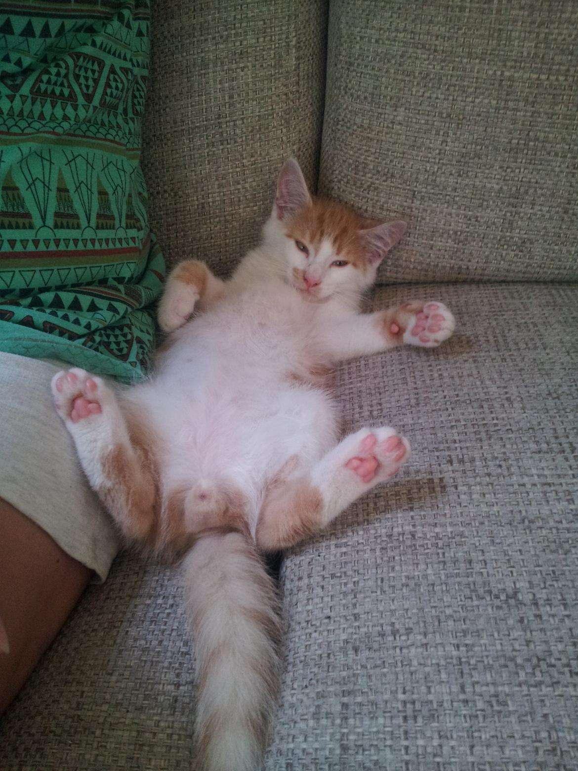 Huskat Fabian billede 6