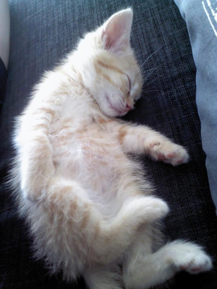 Huskat Sofie - Sofie er gået kold, efter at have leget. billede 2